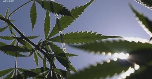 http://grassrootproduction.se/Hemp/