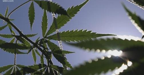 http://grassrootproduction.se/Hemp/